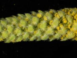 Salix nigra. Bracts of male flowers.
 Image: D. Glenny © Landcare Research 2020 CC BY 4.0